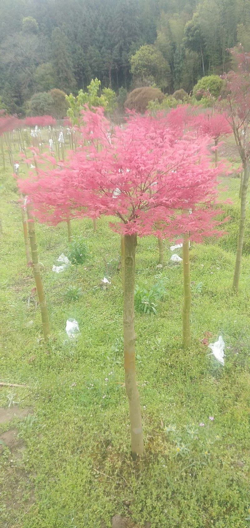 新品种红小袖红枫4—30公分大量有货……