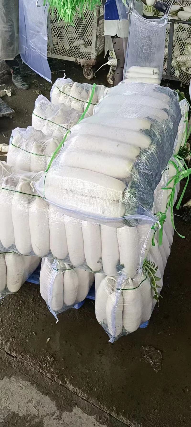推荐湖北白萝卜冬萝卜大量白萝卜薄利多销质量好量欢迎来电