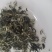 新茶毛尖毛峰2025新茶第一锅上市嫩栗香春天的味道明前春