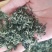 新茶毛尖毛峰2025新茶第一锅上市嫩栗香春天的味道明前春
