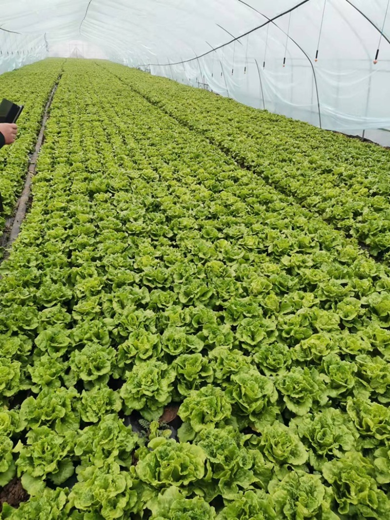 南阳产区精品意大利生菜产地直销，冷库加工，发往全国各地。