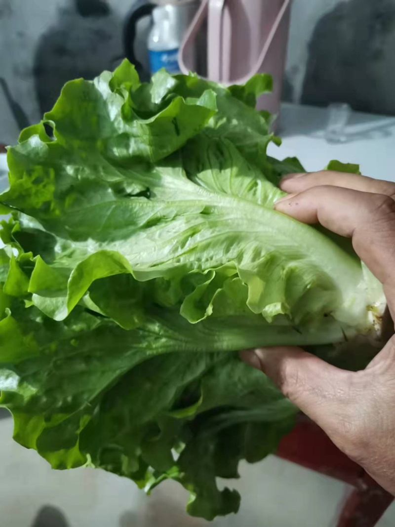 南阳产区精品意大利生菜产地直销，冷库加工，发往全国各地。