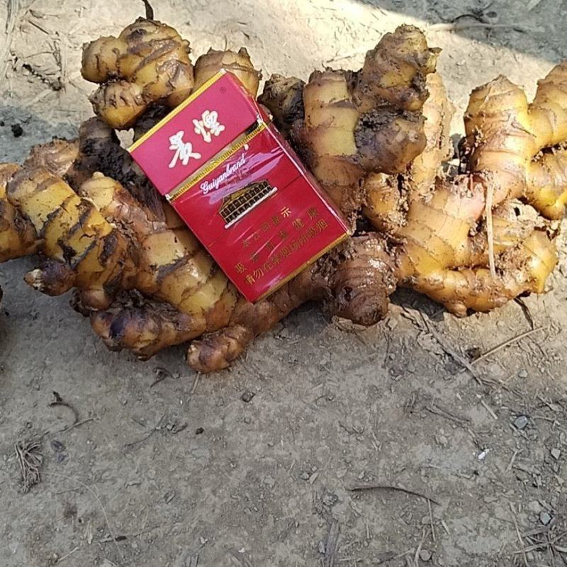 贵州生姜，产地直销，量大从优，需要的老板联系