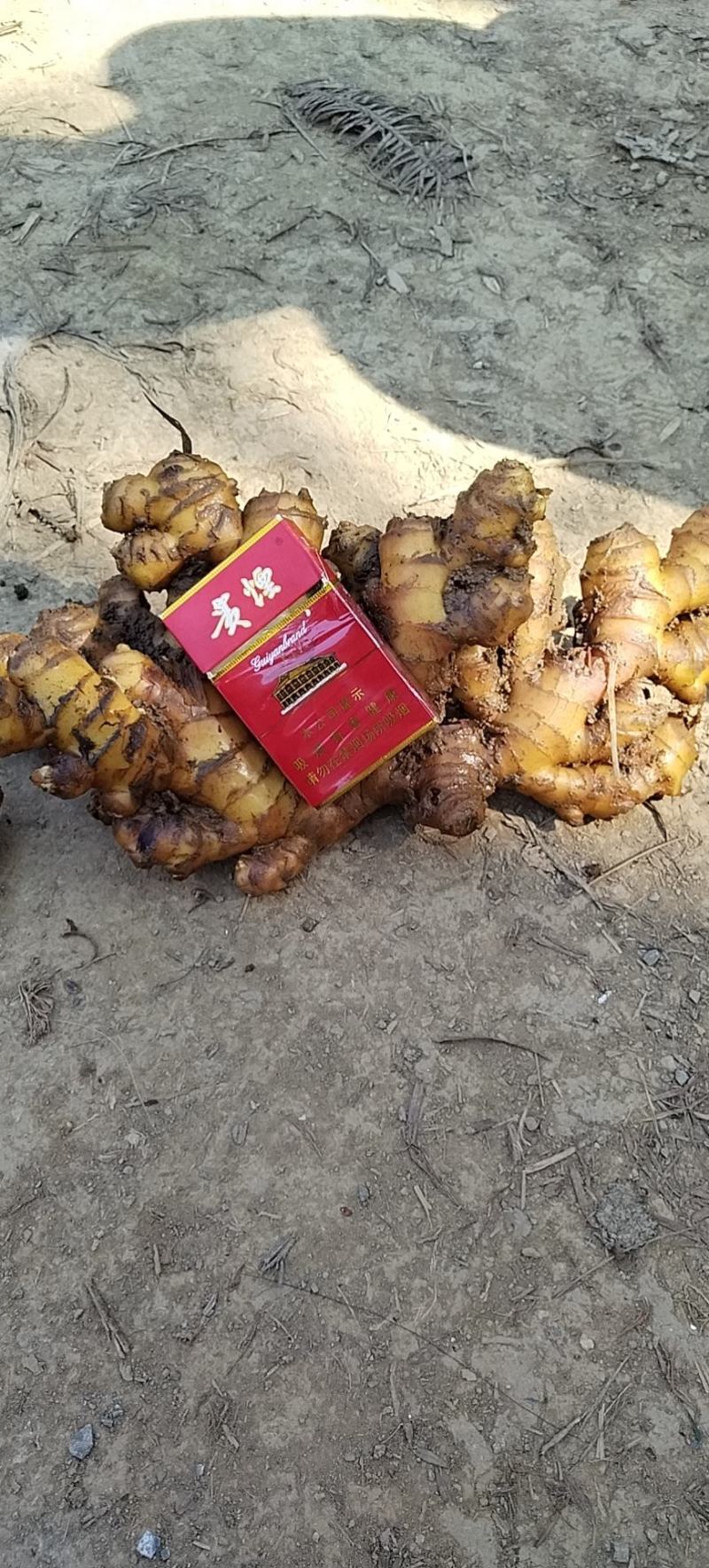 贵州生姜，产地直销，量大从优，需要的老板联系