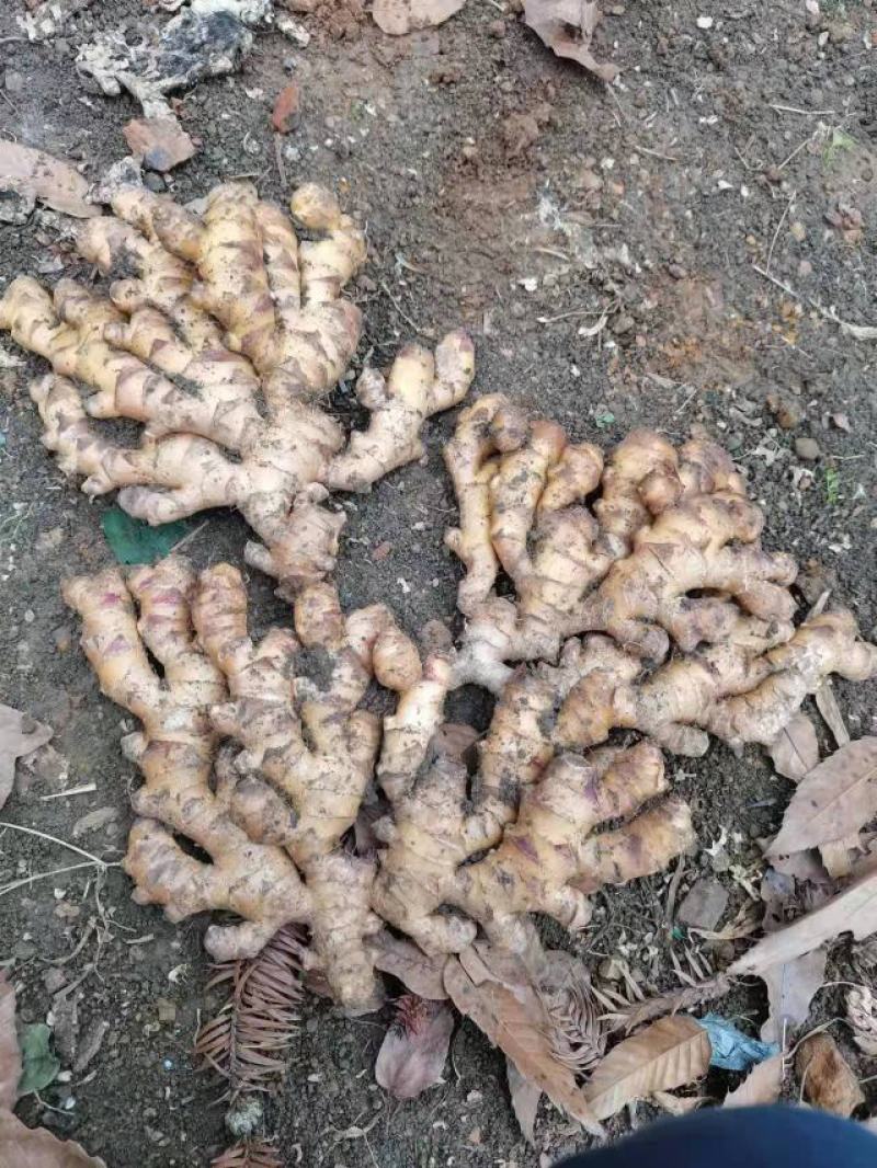 贵州生姜，产地直销，量大从优，需要的老板联系