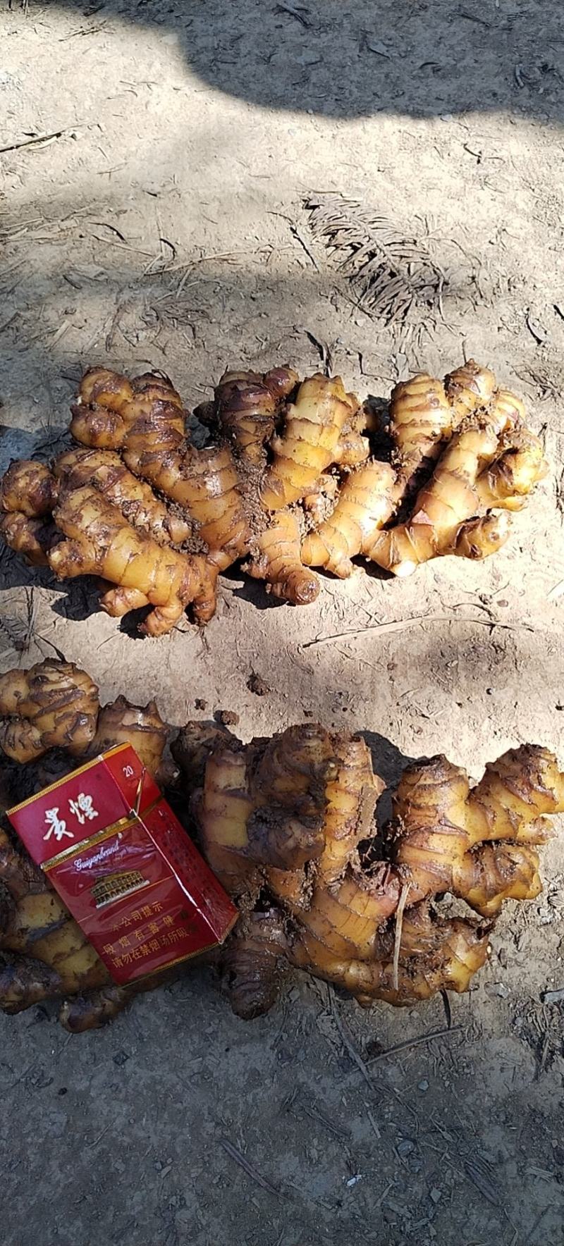 贵州生姜，产地直销，量大从优，需要的老板联系
