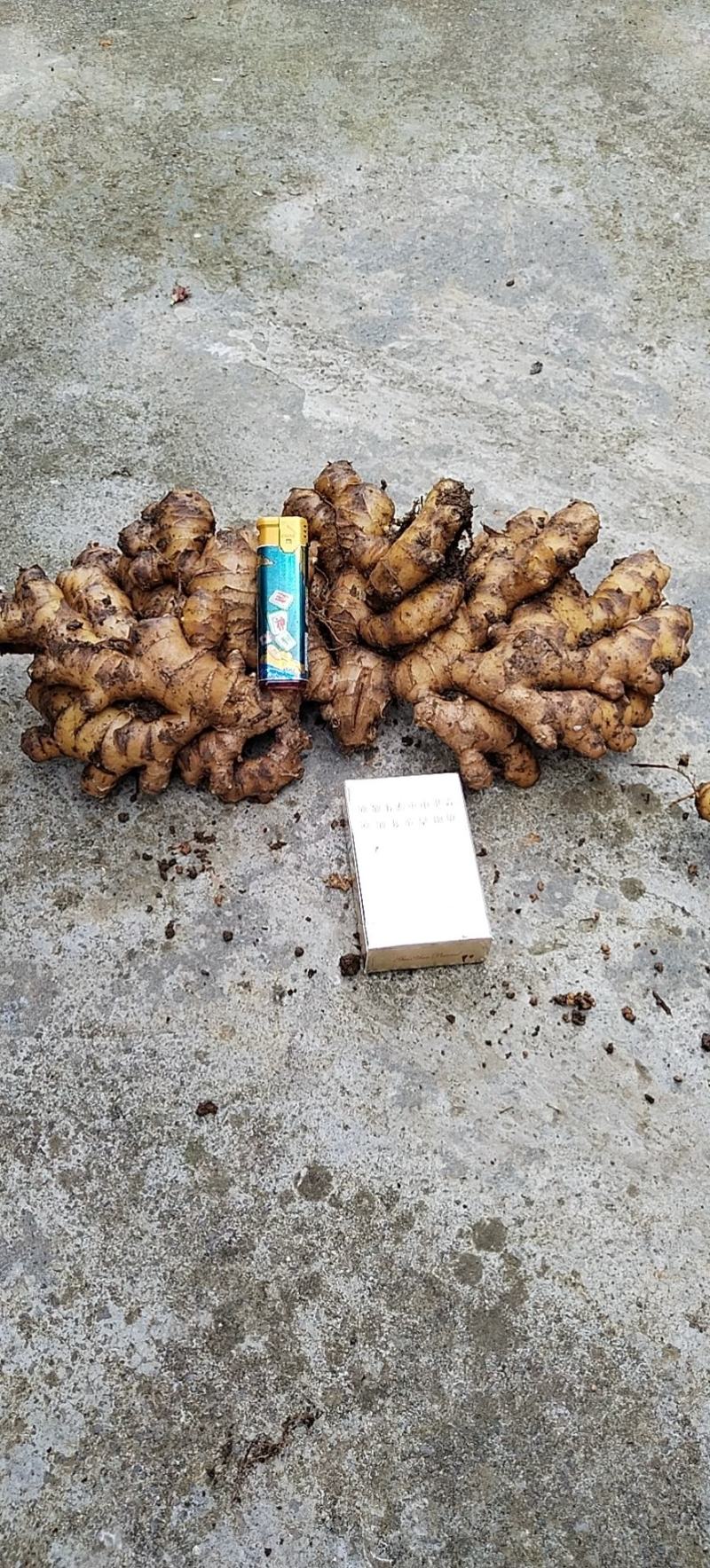 贵州生姜，产地直销，量大从优，需要的老板联系