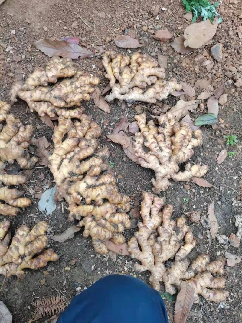 贵州生姜，产地直销，量大从优，需要的老板联系