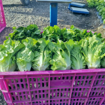 南阳产区精品意大利生菜产地现货，冷库加工，发往全国各地。