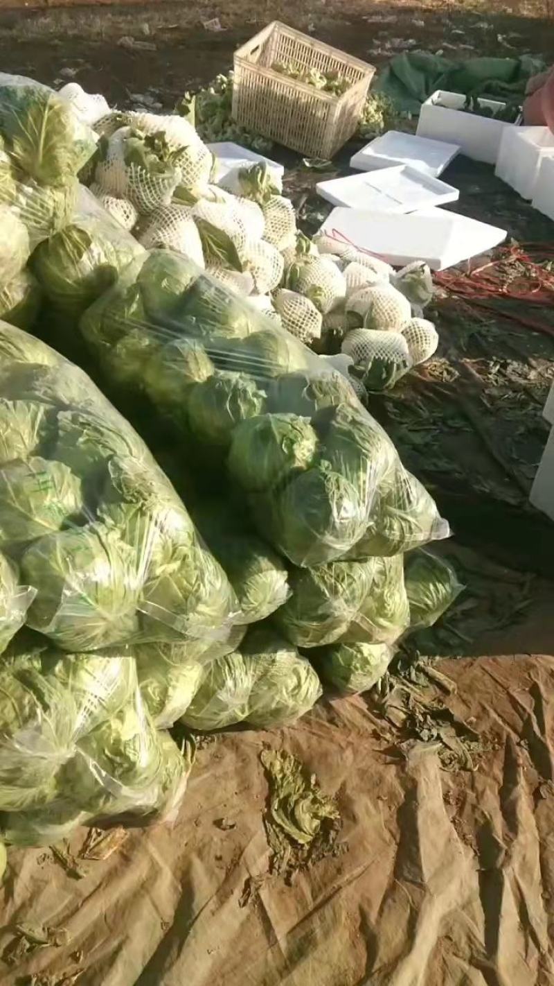 河南甘蓝精品包菜洋白菜个头匀称正值上市高峰价格平稳