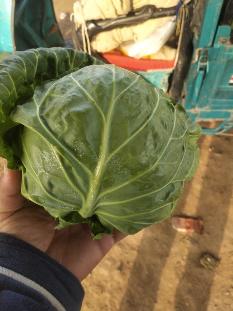 河南甘蓝精品包菜洋白菜个头匀称正值上市高峰价格平稳