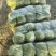 河南甘蓝精品包菜洋白菜个头匀称正值上市高峰价格平稳