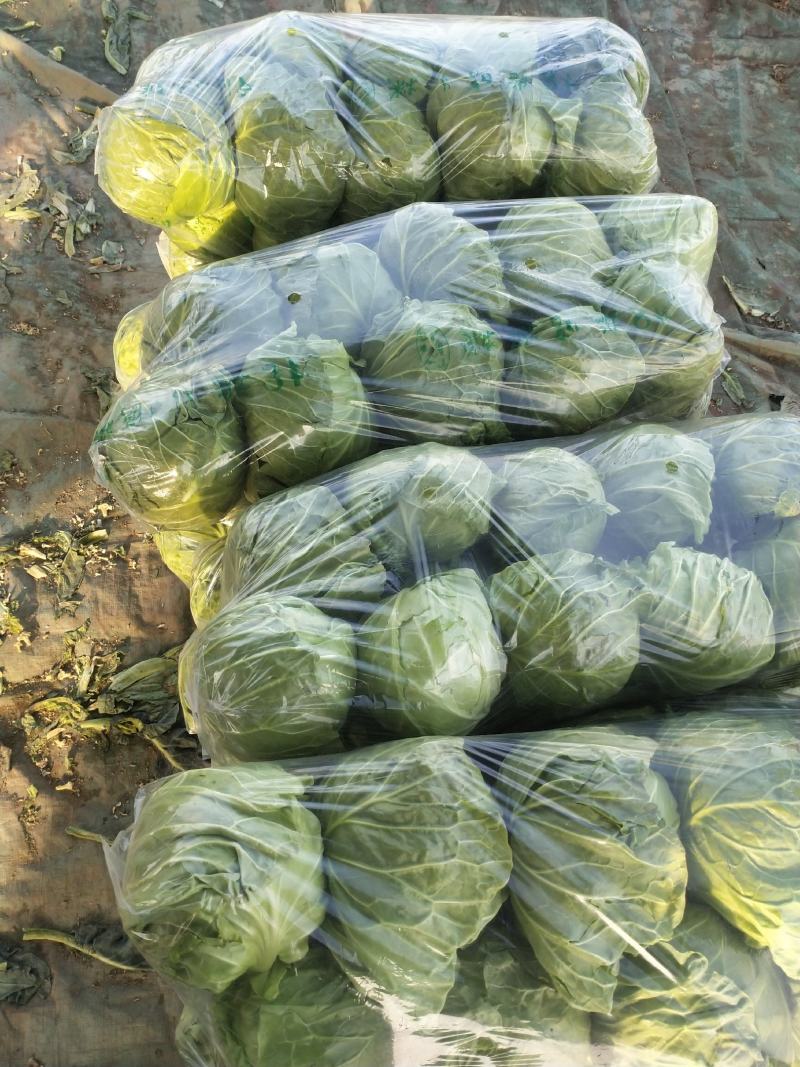 河南甘蓝精品包菜洋白菜个头匀称正值上市高峰价格平稳