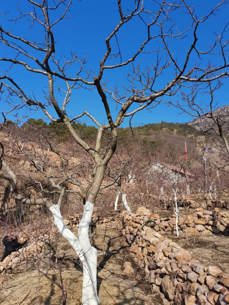 丹麦杏树与孤山杏树杂交树苗大孤山杏梅树苗