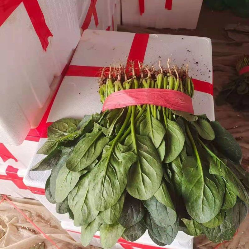 河北邯郸精品大叶菠菜优质菠菜大量上市货源充足可发全国