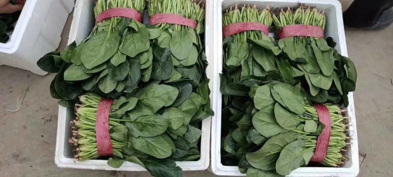 河北邯郸精品大叶菠菜优质菠菜大量上市货源充足可发全国