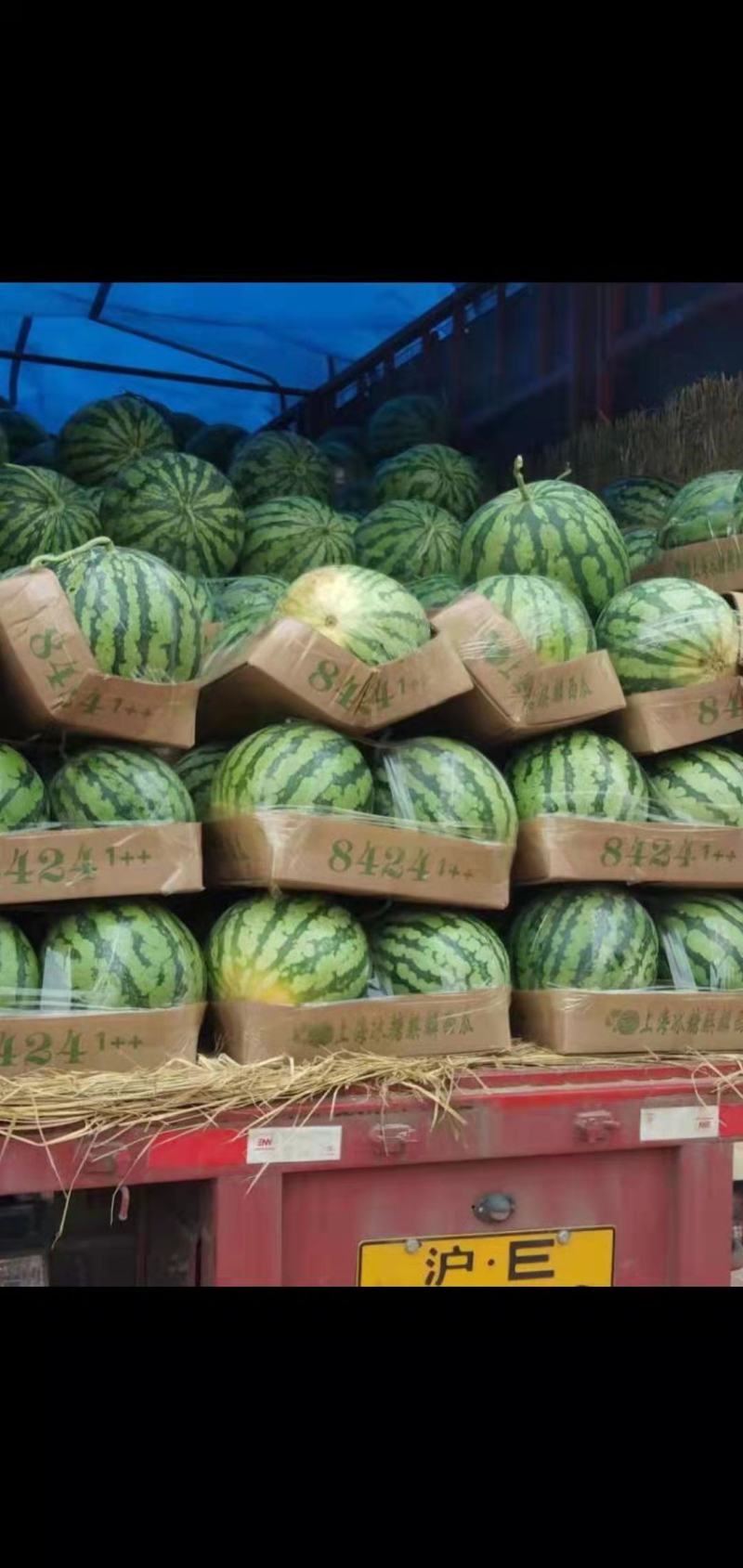 【精品】711大棚西瓜产地直发品质好全国发货量大从优