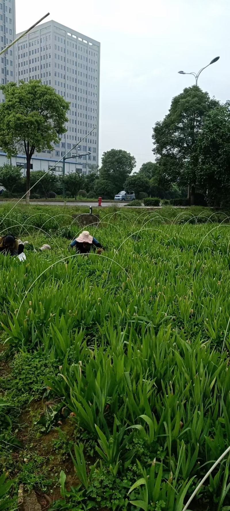 鸢尾蓝花鸢尾白花鸢尾德国鸢尾苗青数足根好