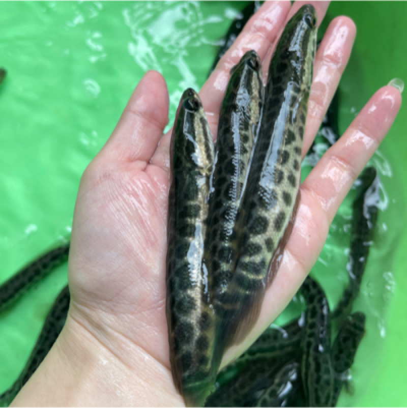 黑鱼苗，漂亮均匀，活力生猛，好养快大，价格优惠保质保量