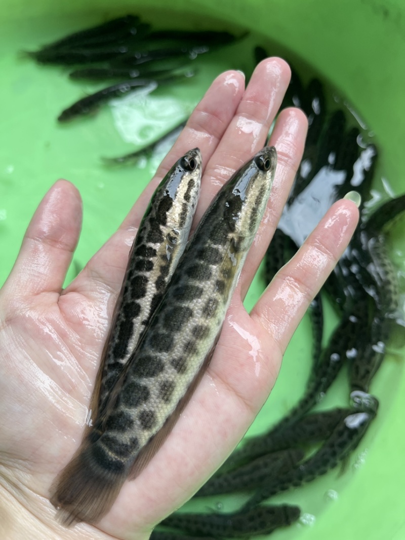 黑鱼苗，漂亮均匀，活力生猛，好养快大，价格优惠保质保量