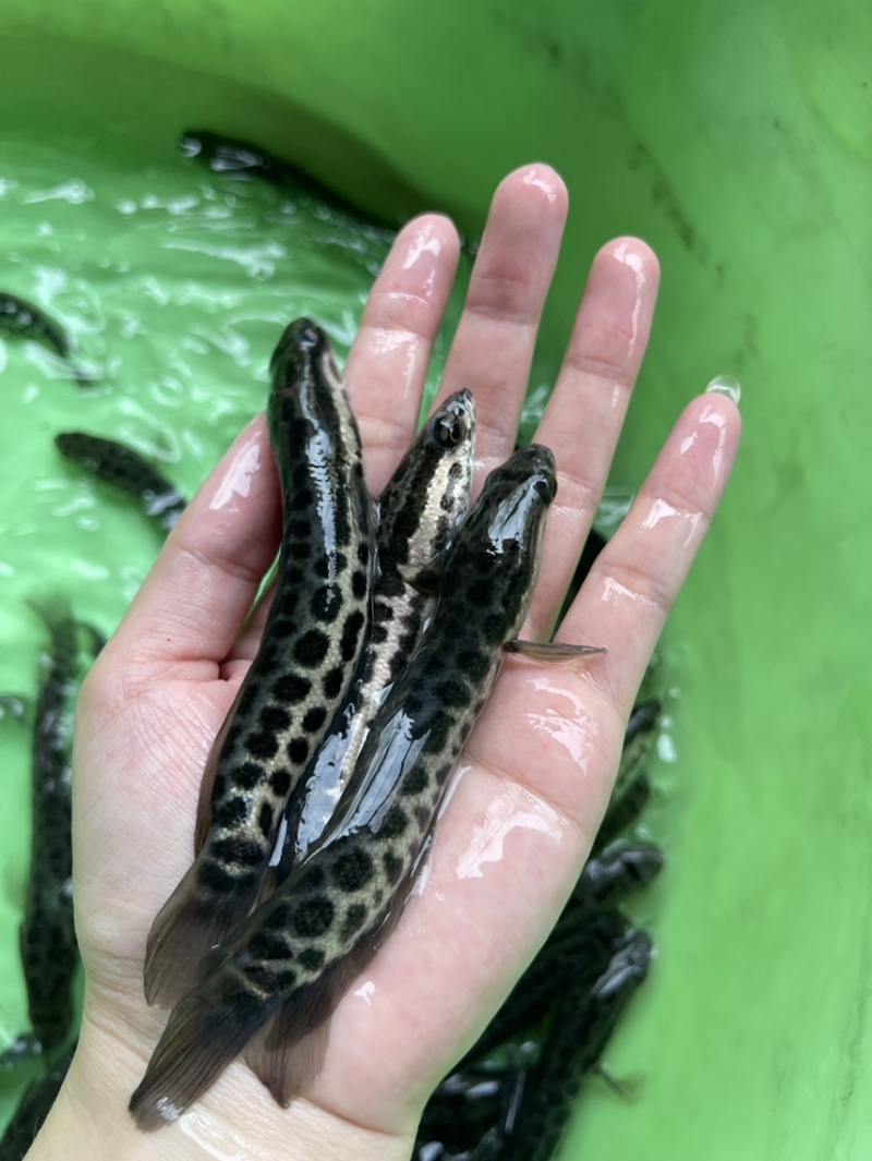黑鱼苗，漂亮均匀，活力生猛，好养快大，价格优惠保质保量