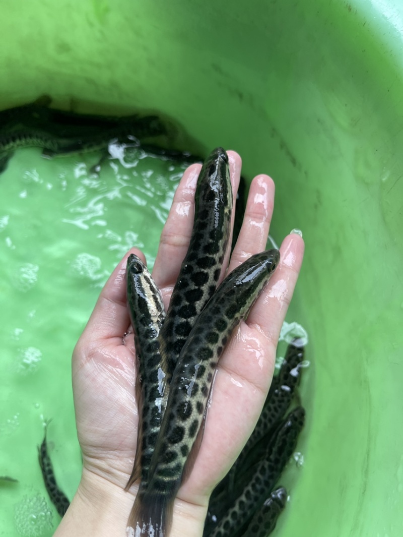 黑鱼苗，漂亮均匀，活力生猛，好养快大，价格优惠保质保量