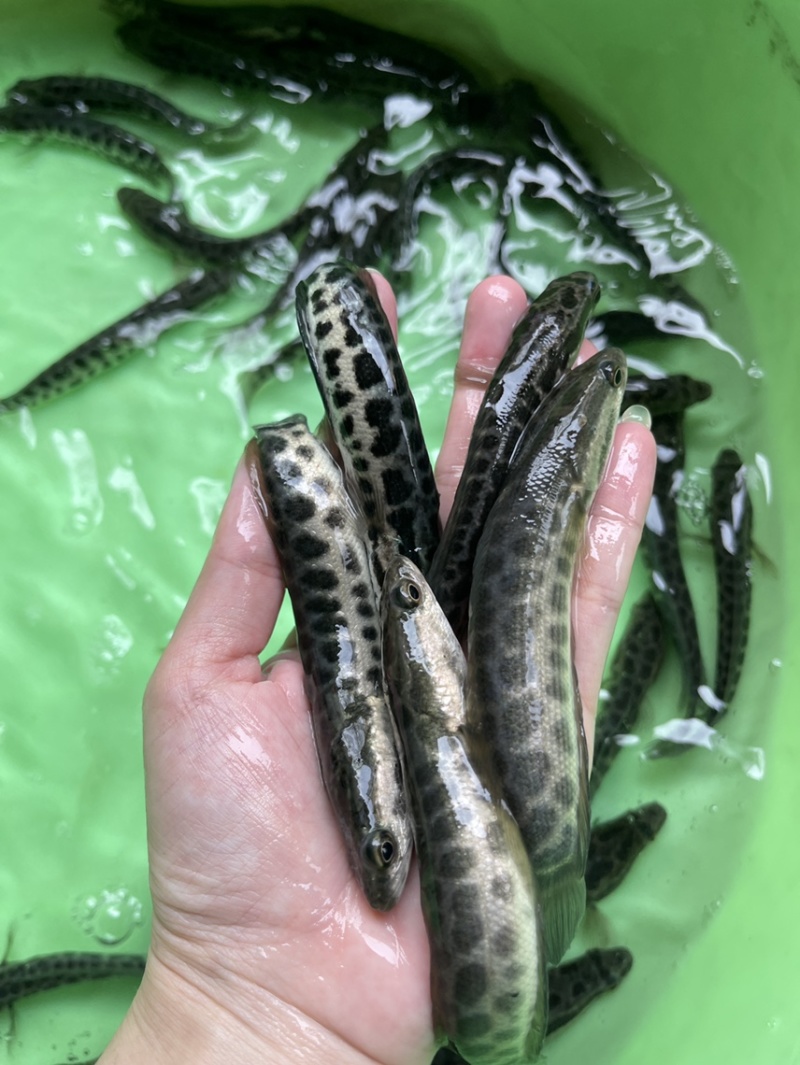 黑鱼苗，漂亮均匀，活力生猛，好养快大，价格优惠保质保量