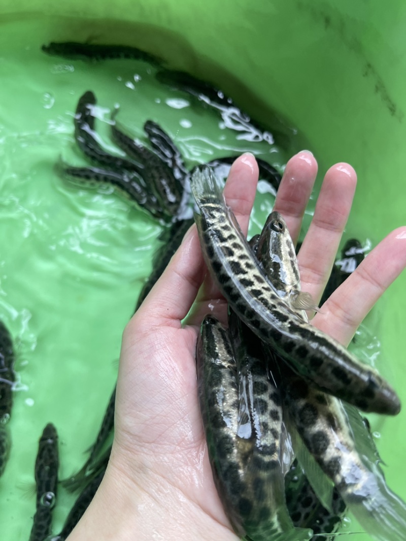 黑鱼苗，漂亮均匀，活力生猛，好养快大，价格优惠保质保量