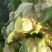 河南精品有机花菜松花菜大量上市中青梗白面产地直供质优价廉