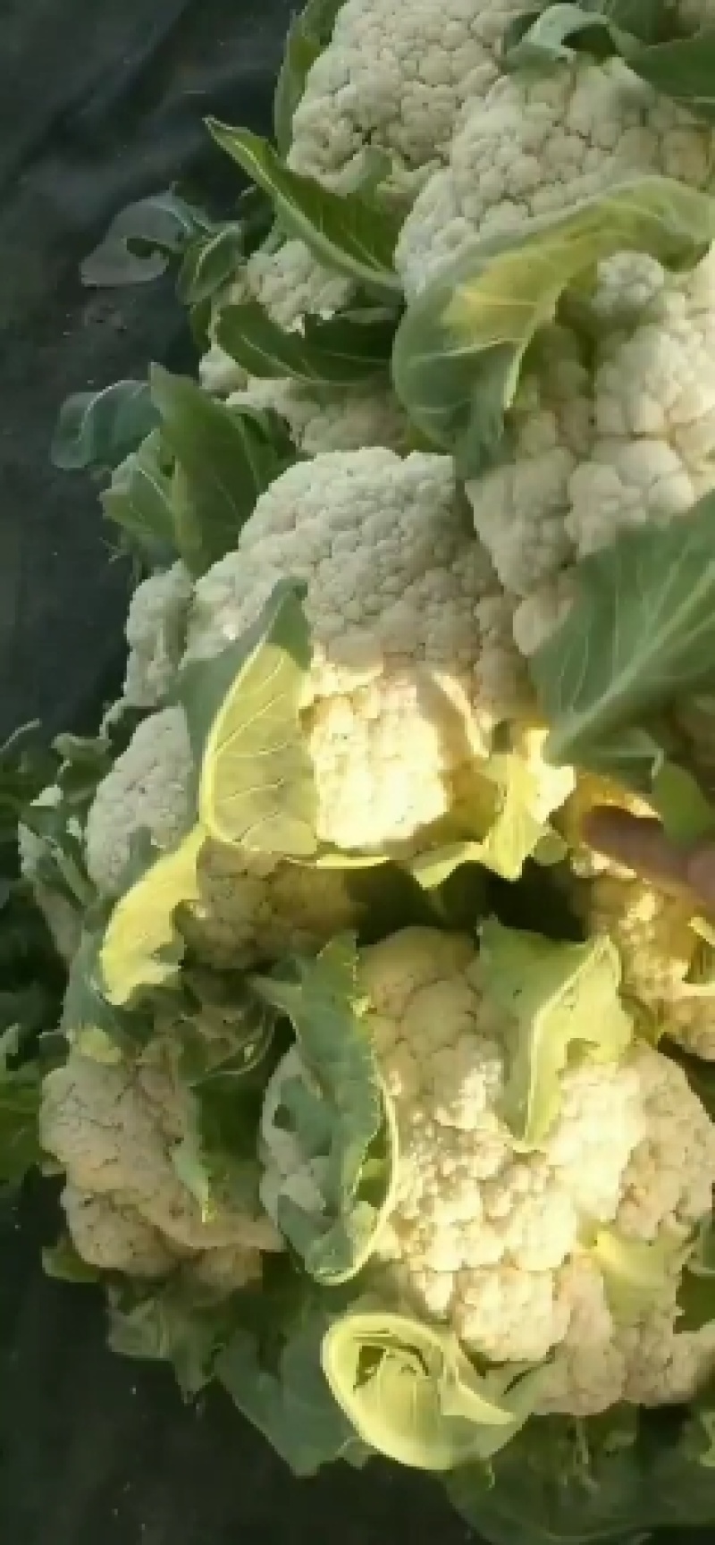 河南精品有机花菜松花菜大量上市中青梗白面产地直供质优价廉