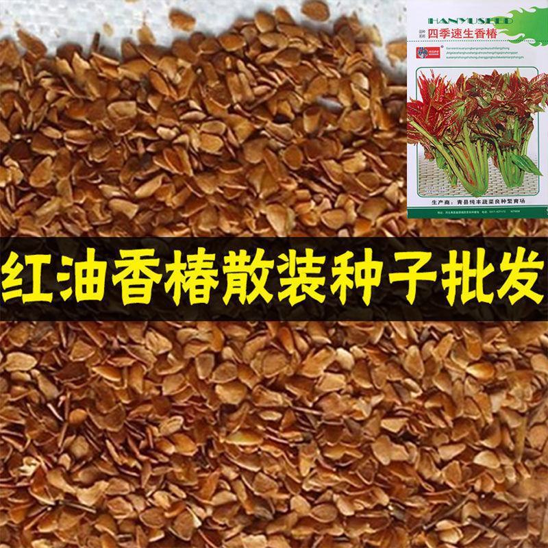 红油香椿种子口感好香味浓批发散装四季速生香椿树苗籽易种活