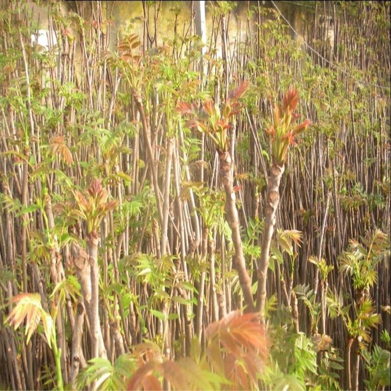 红油香椿种子口感好香味浓批发散装四季速生香椿树苗籽易种活