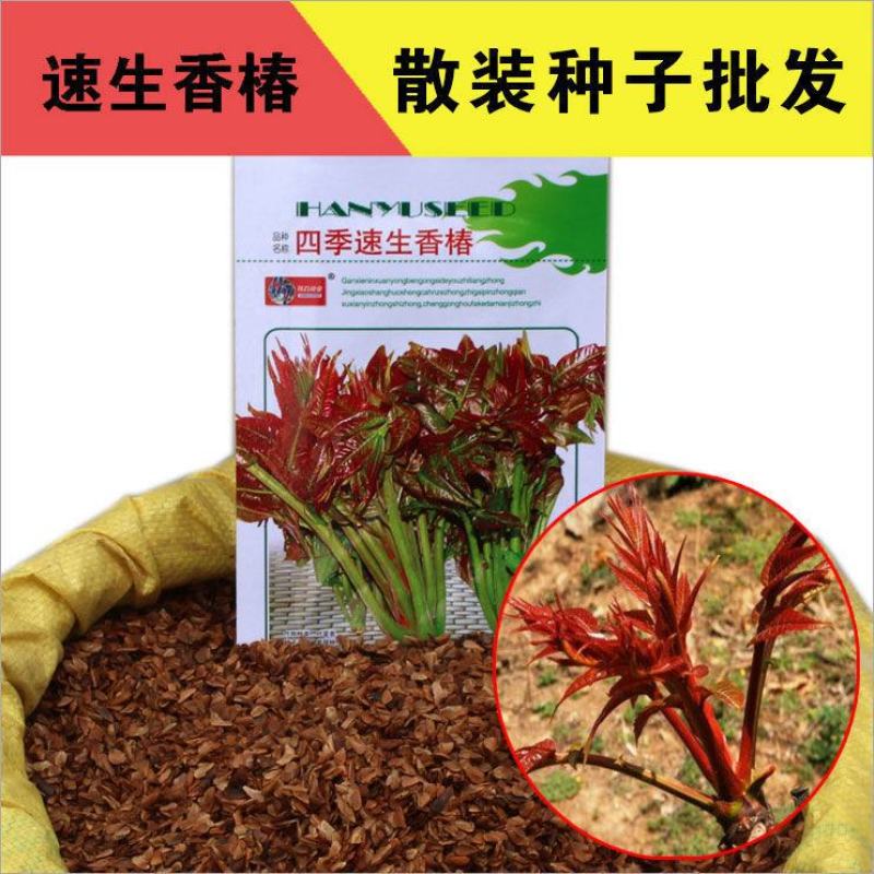 红油香椿种子口感好香味浓批发散装四季速生香椿树苗籽易种活