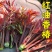 红油香椿种子口感好香味浓批发散装四季速生香椿树苗籽易种活