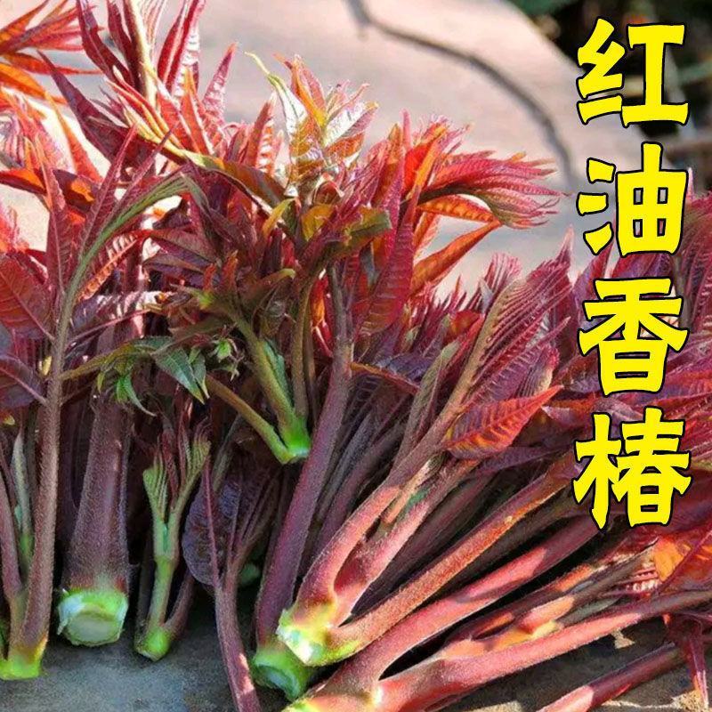 红油香椿种子口感好香味浓批发散装四季速生香椿树苗籽易种活