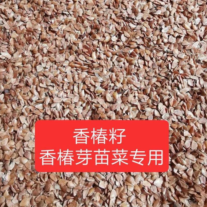 红油香椿种子口感好香味浓批发散装四季速生香椿树苗籽易种活