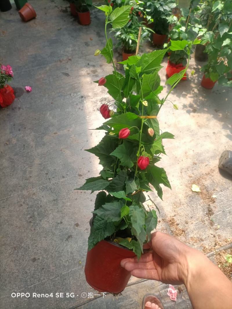 灯笼花基地直销，精挑细选量大从优，一手货源，
