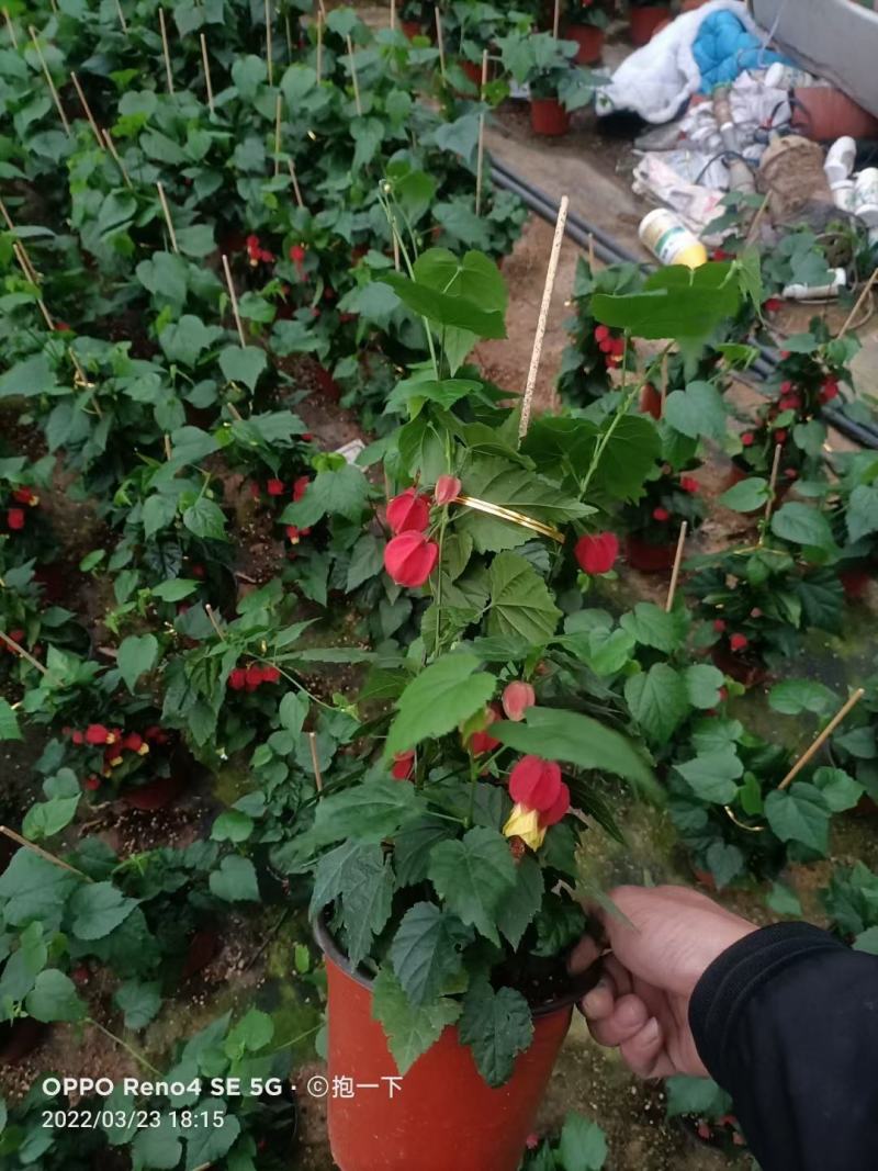 灯笼花基地直销，精挑细选量大从优，一手货源，