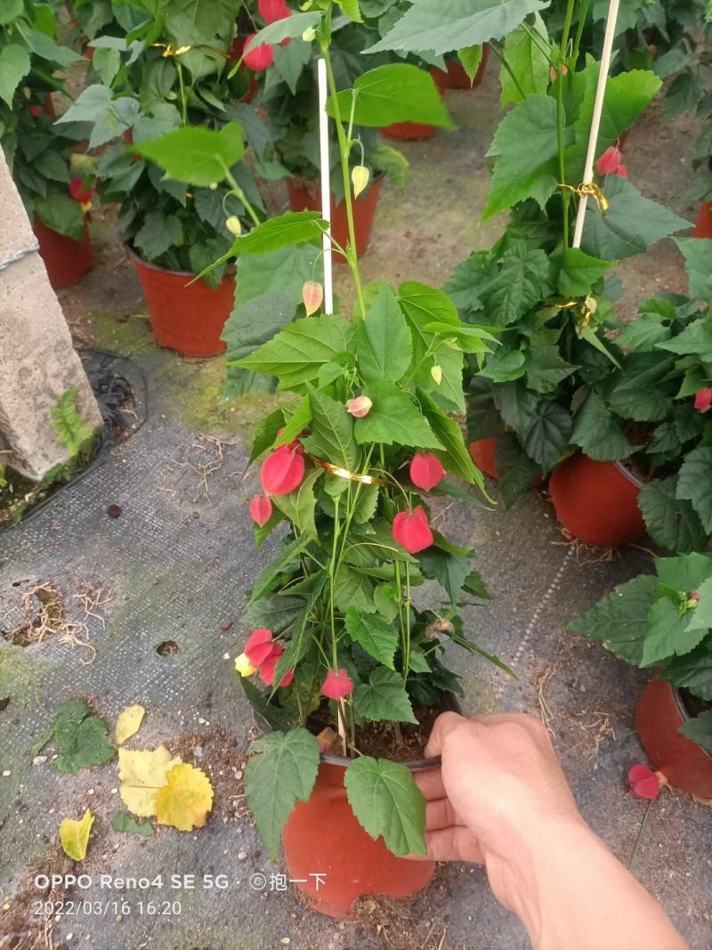 灯笼花基地直销，精挑细选量大从优，一手货源，