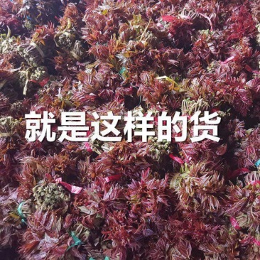 陕西汉中洋县香椿头茬露天红椿芽当季蔬菜