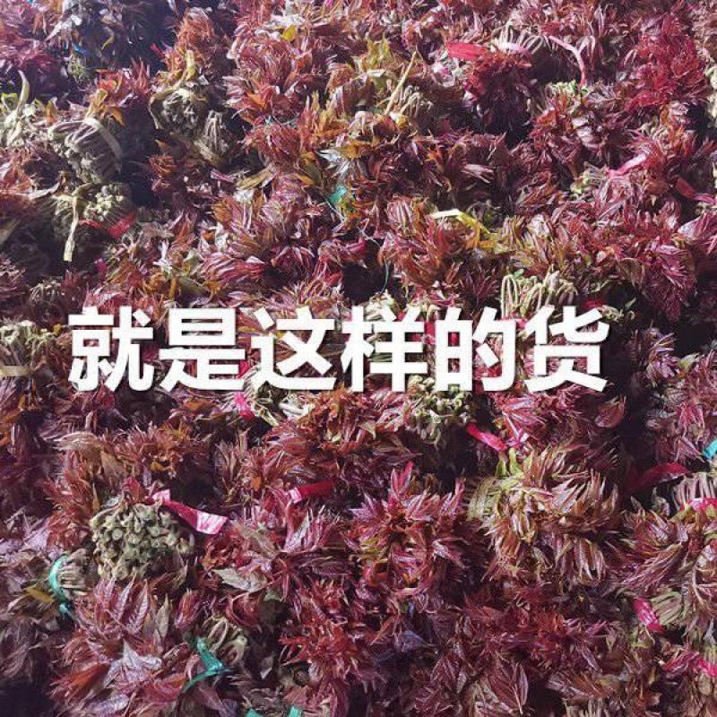 陕西汉中洋县香椿头茬露天红椿芽当季蔬菜