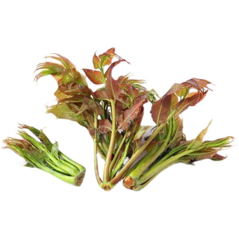 陕西汉中洋县香椿头茬露天红椿芽当季蔬菜