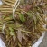 陕西汉中洋县香椿头茬露天红椿芽当季蔬菜