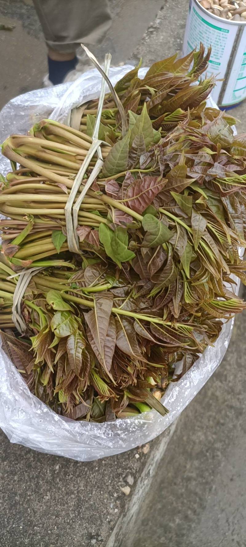 陕西汉中洋县香椿头茬露天红椿芽当季蔬菜