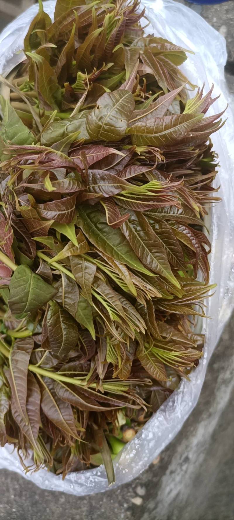 陕西汉中洋县香椿头茬露天红椿芽当季蔬菜