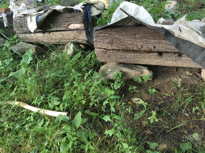 中华蜂深山百花蜜一手货源可视频看货