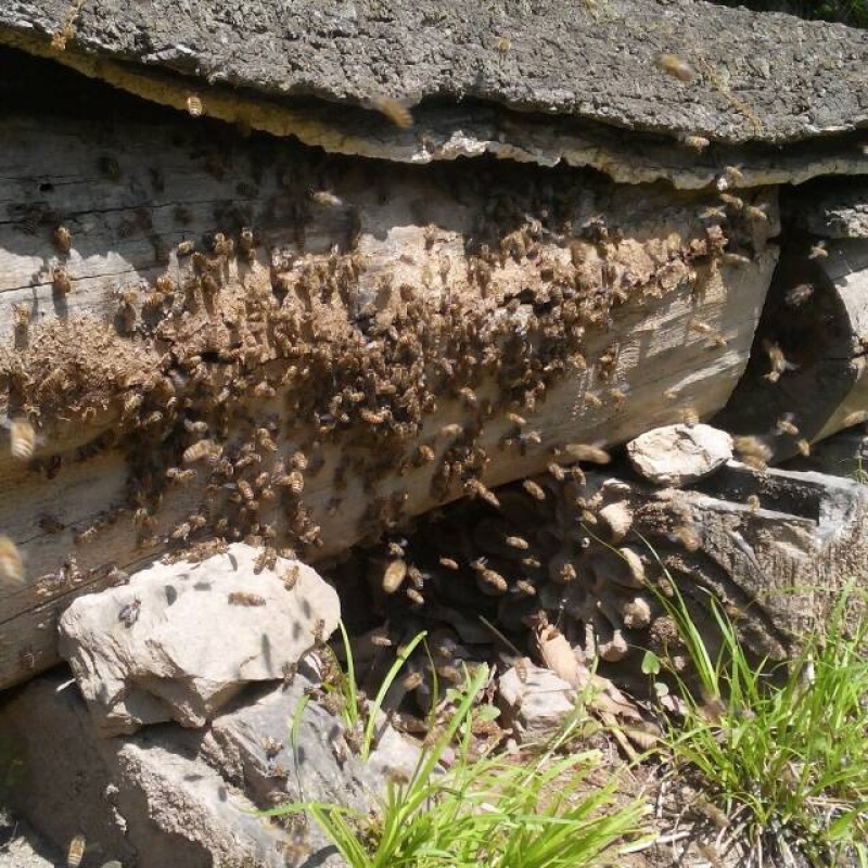 中华蜂深山百花蜜一手货源可视频看货
