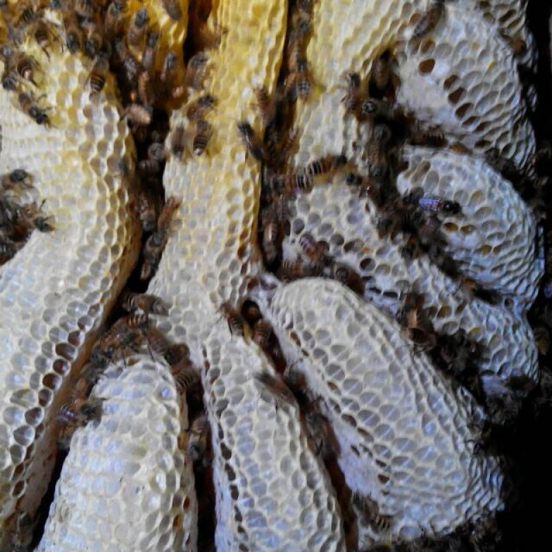 中华蜂深山百花蜜一手货源可视频看货