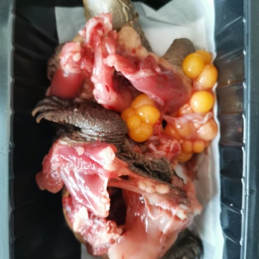 生龟批发、生鲜龟肉批发
