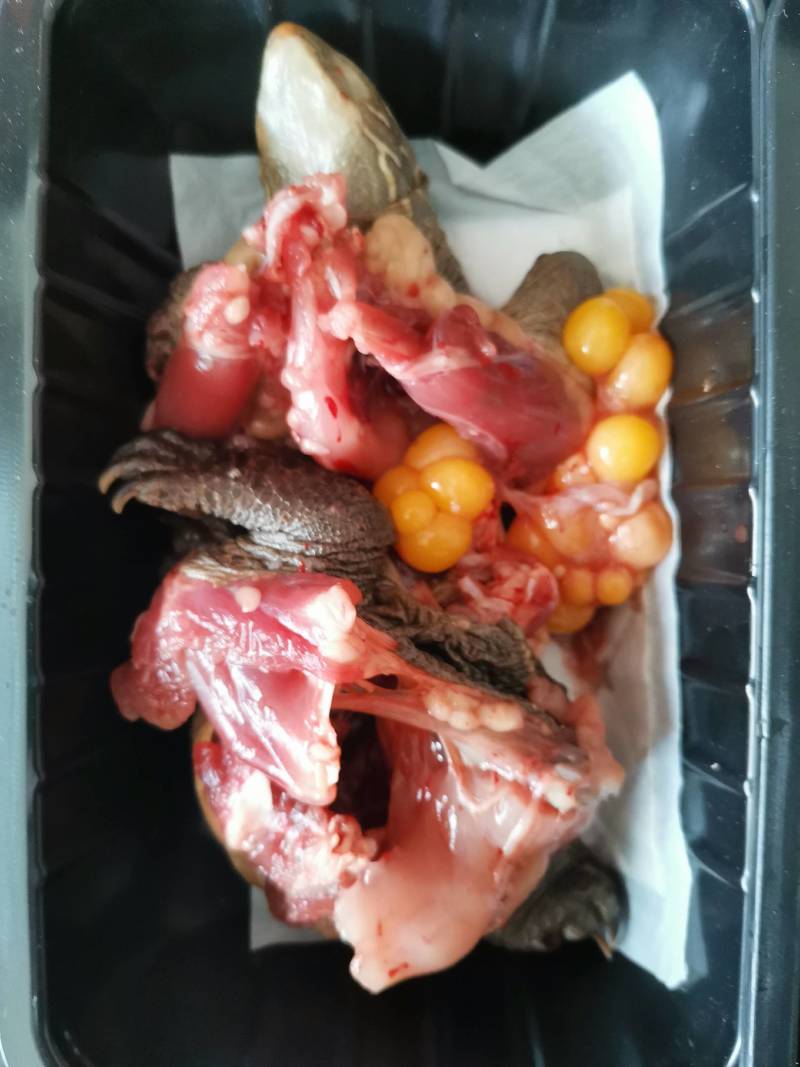 生龟批发、生鲜龟肉批发